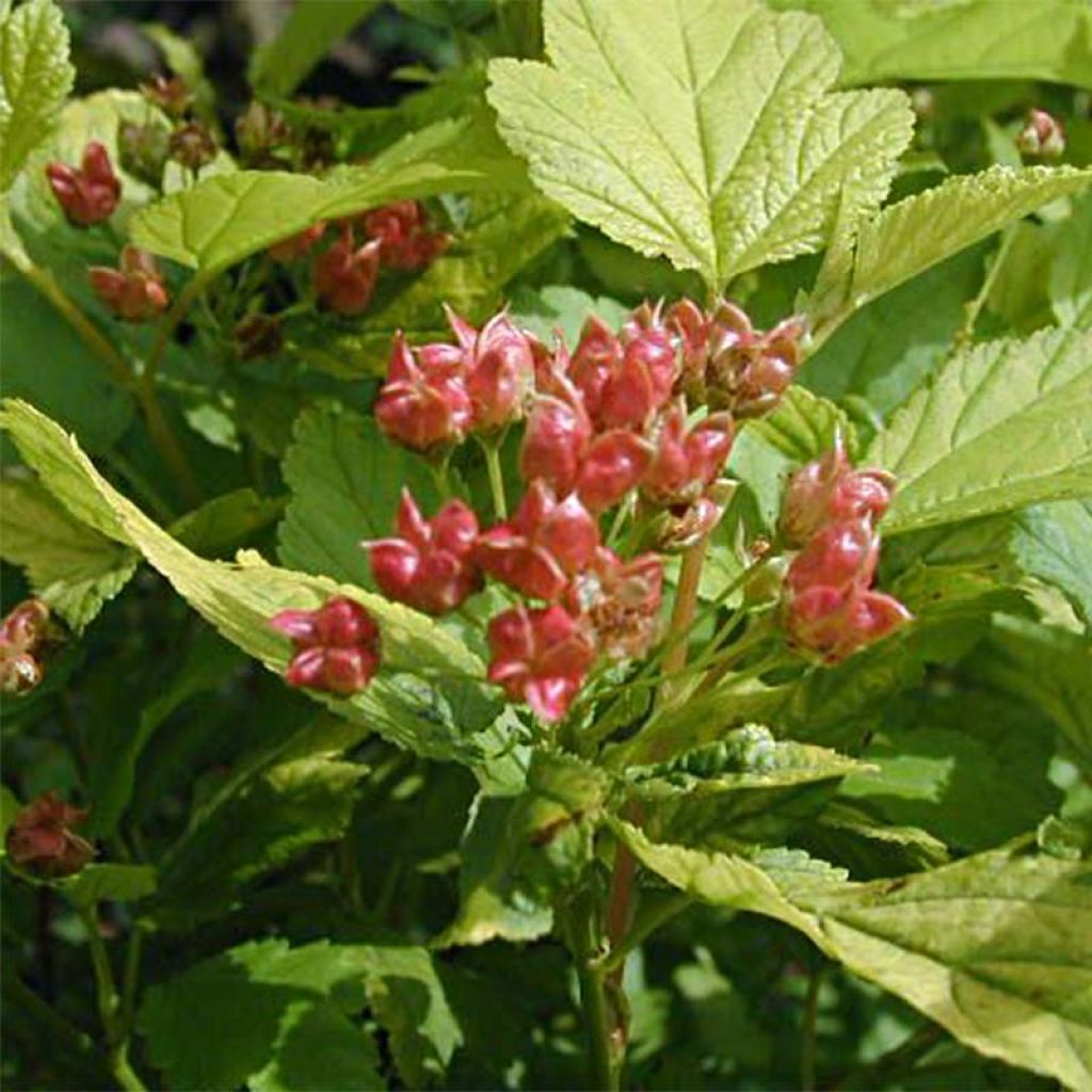 Physocarpus opulifolius Dart's Gold