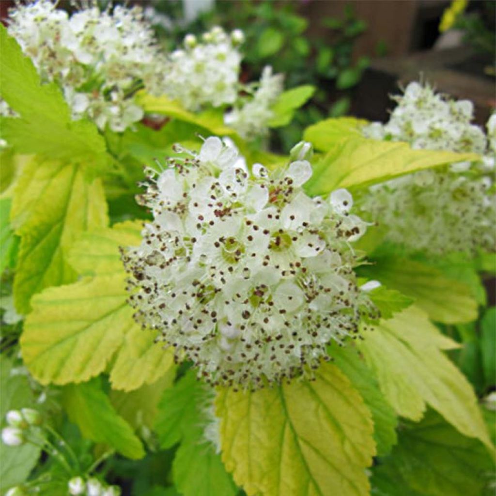 Physocarpus opulifolius Dart's Gold