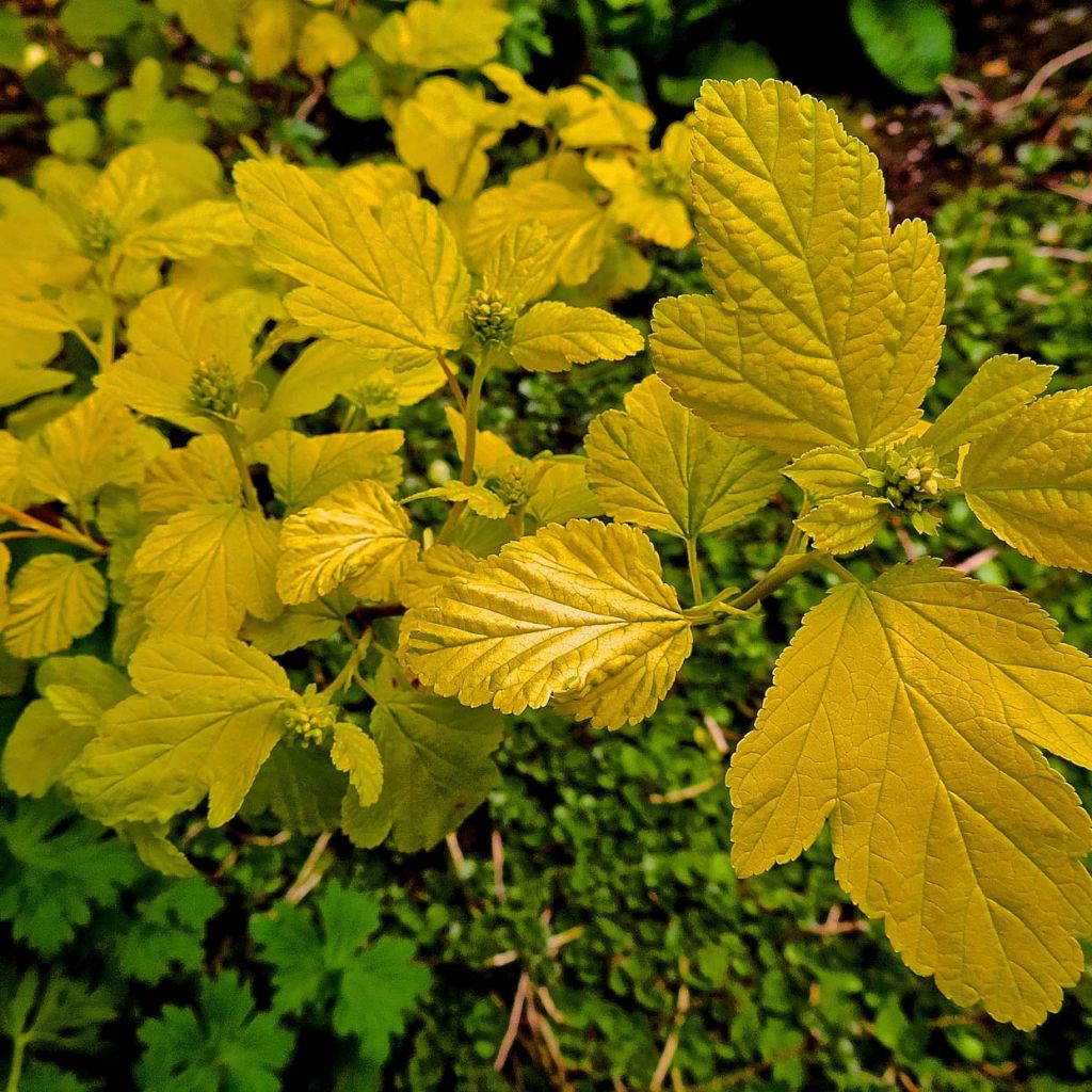 Physocarpus opulifolius Dart's Gold