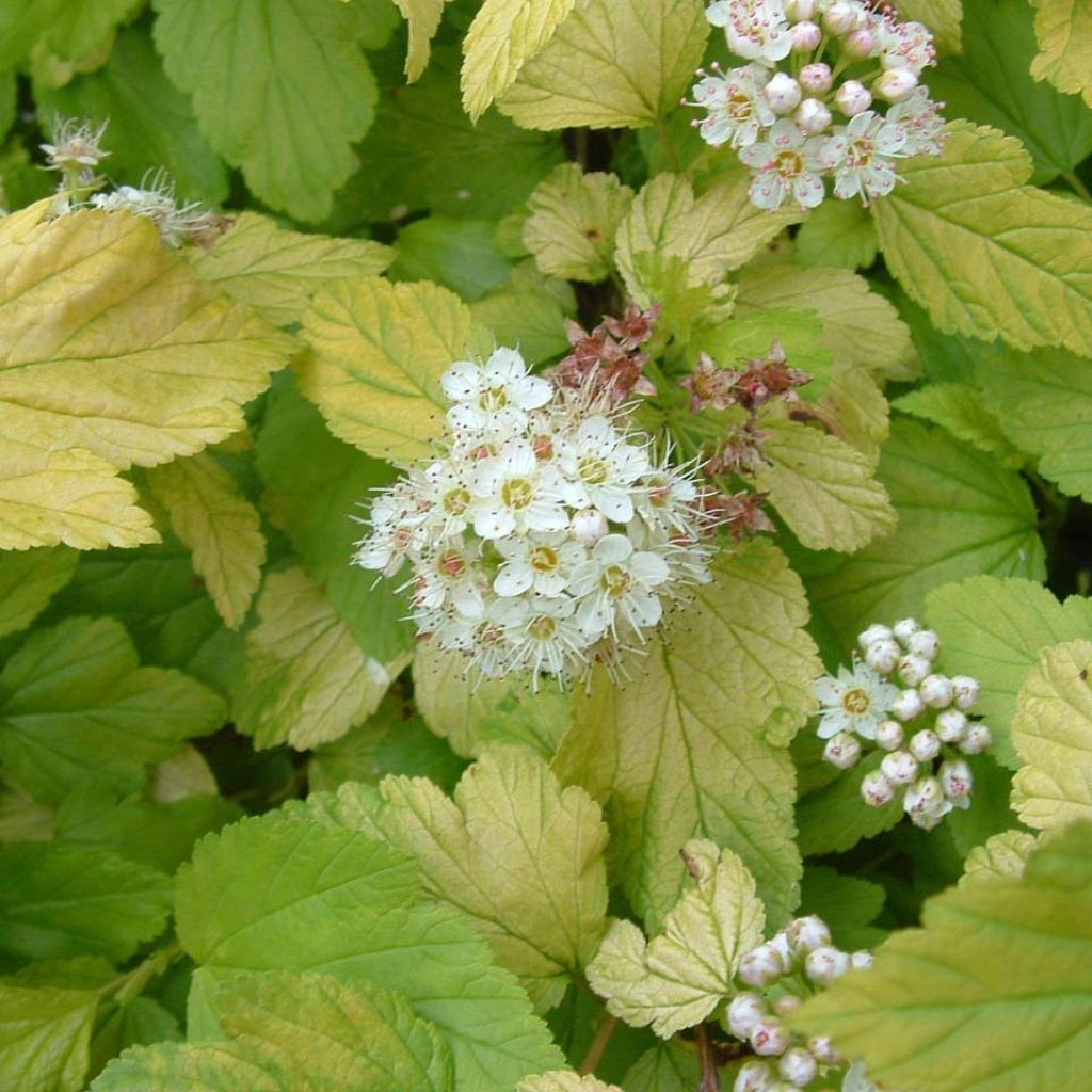 Physocarpus Dart s Gold - Physocarpe