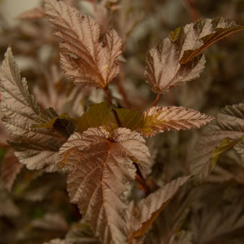 Physocarpe à feuilles d'obier opulifolius Diable D'Or