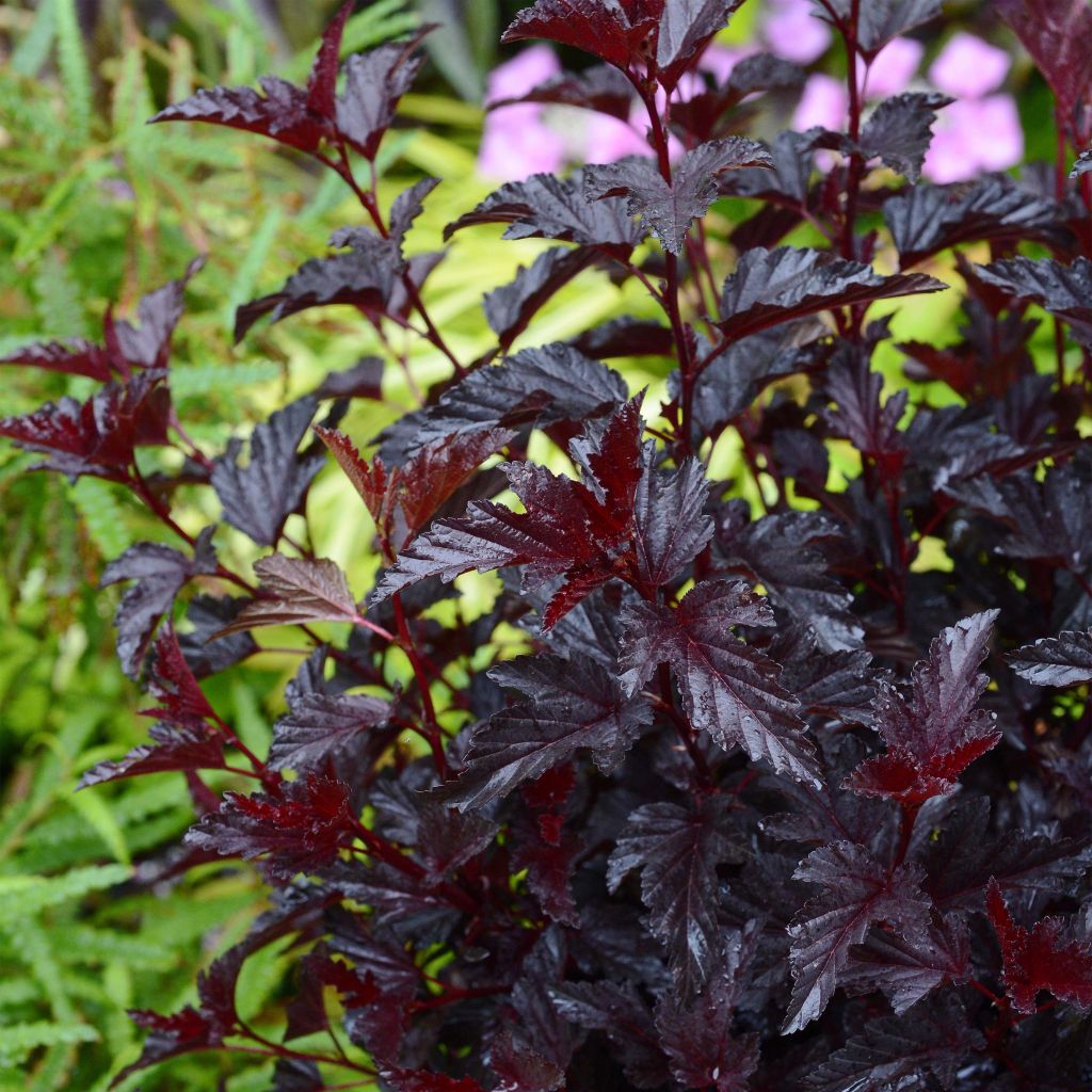 Physocarpus opulifolius All Black