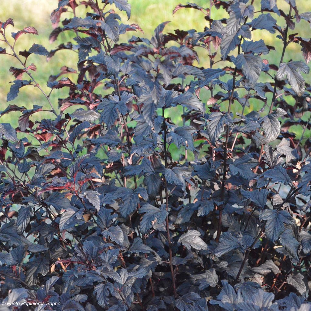 Physocarpus opulifolius All Black