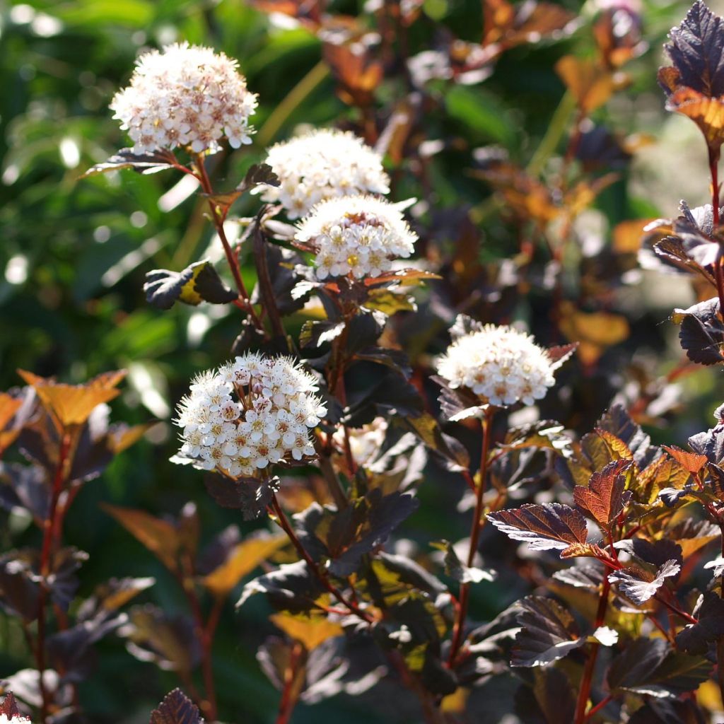 Physocarpus opulifolius Diabolo