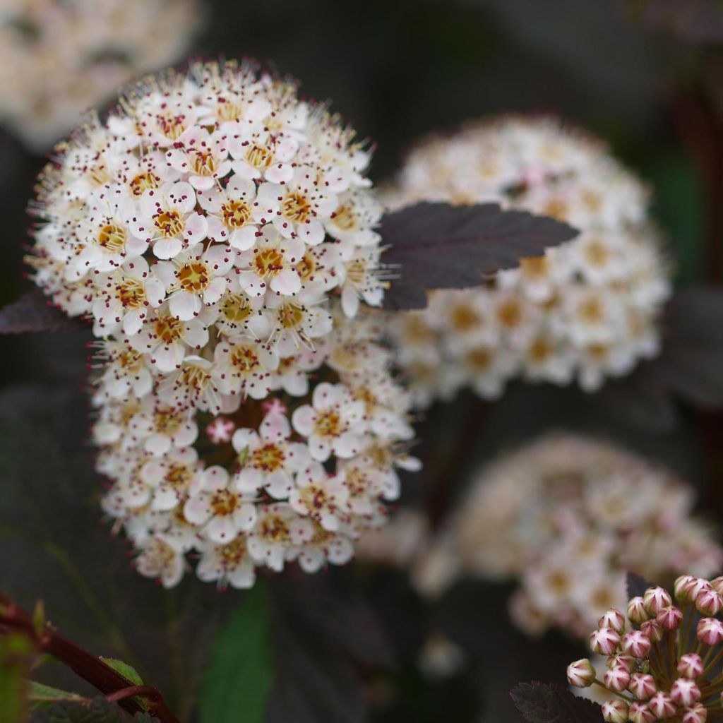 Physocarpus opulifolius Diabolo