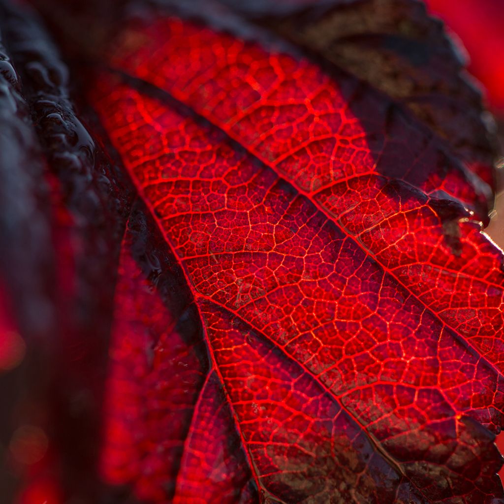 Physocarpus opulifolius Fireside