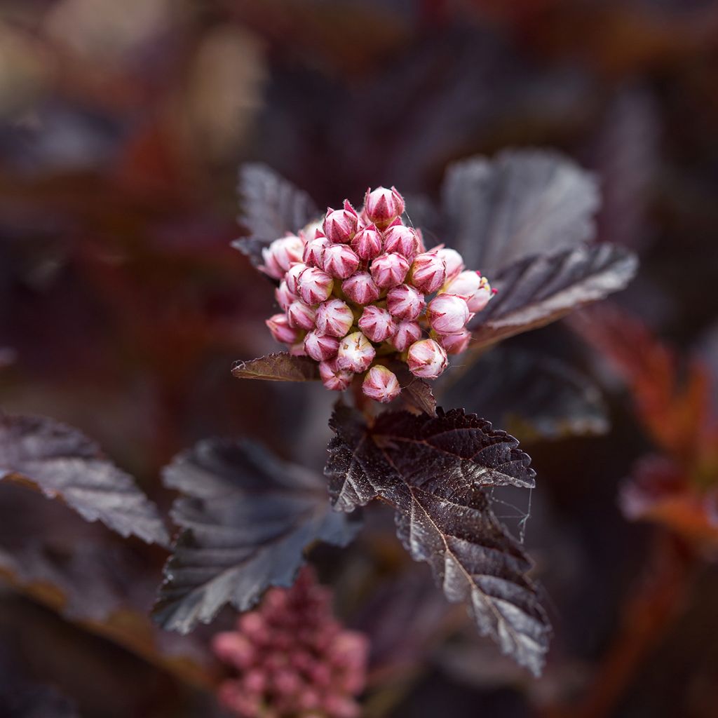 Physocarpus opulifolius Fireside