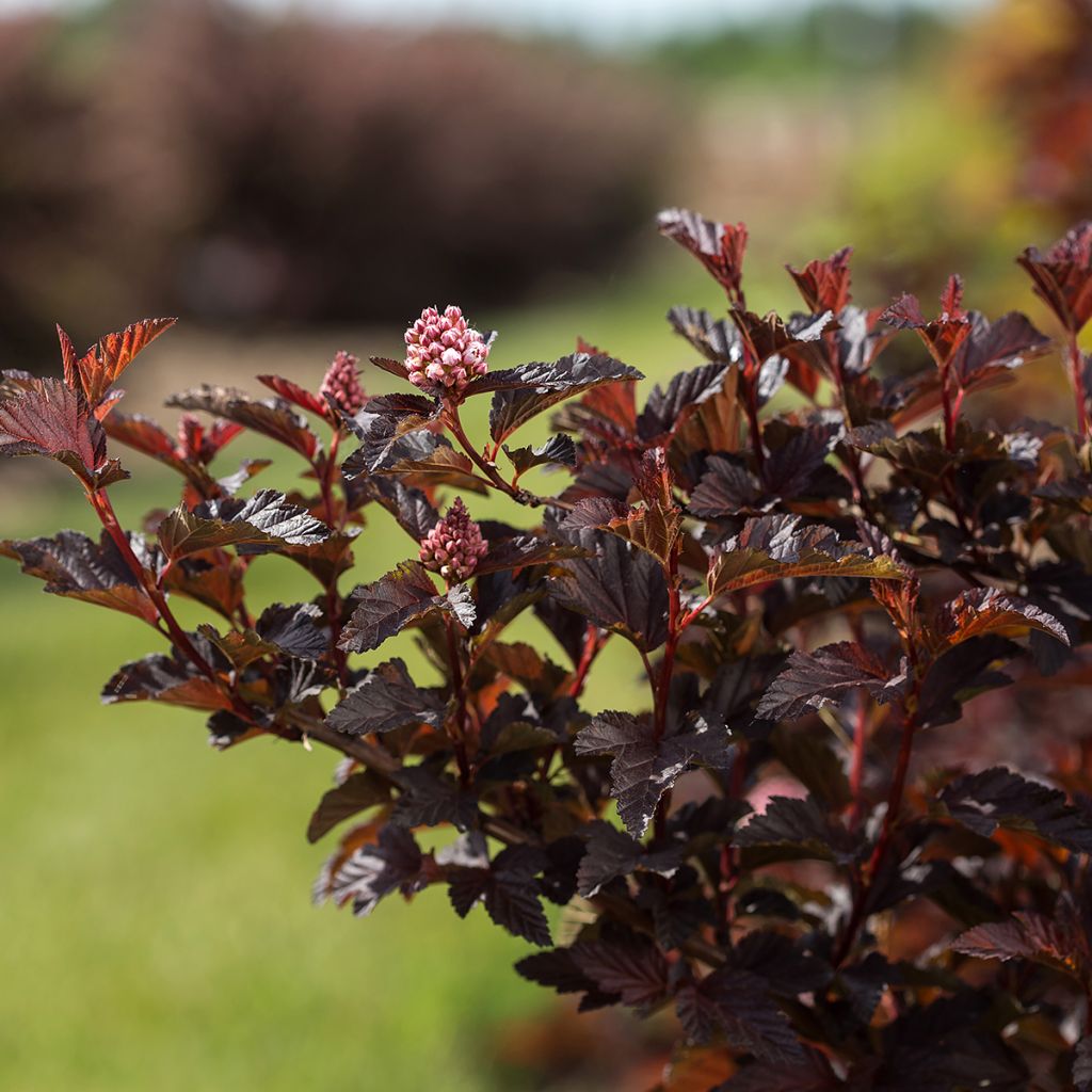 Physocarpus opulifolius Fireside