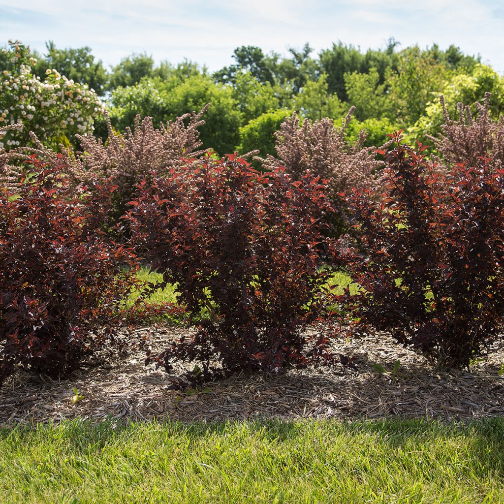 Physocarpus opulifolius Fireside