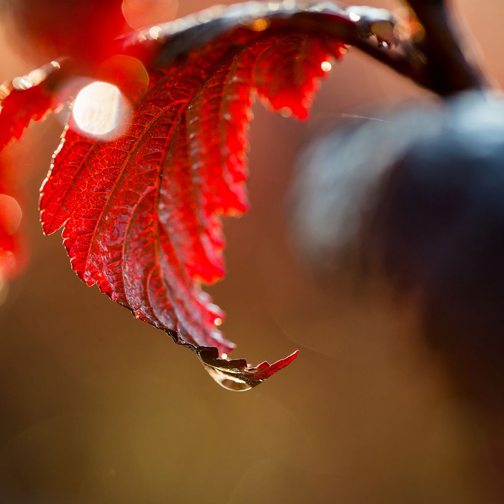 Physocarpus opulifolius Fireside