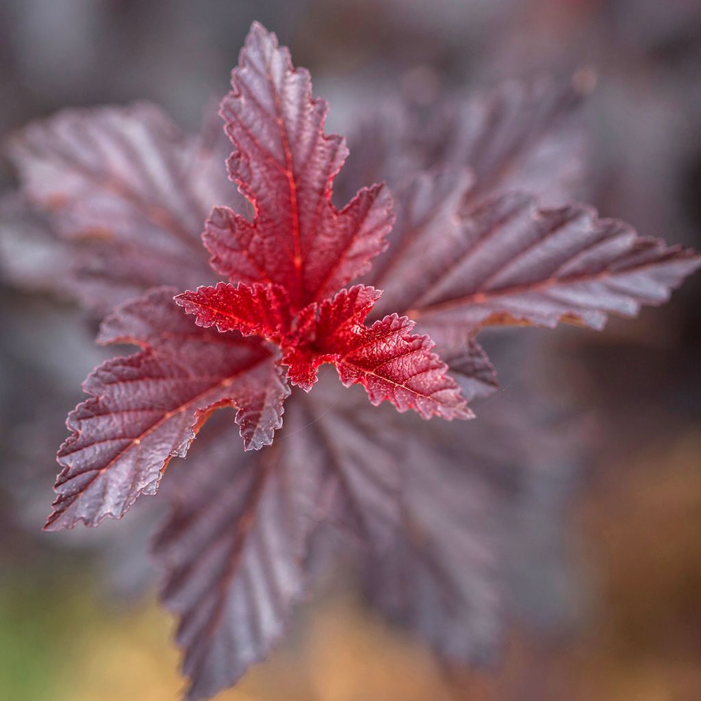 Physocarpus opulifolius Fireside