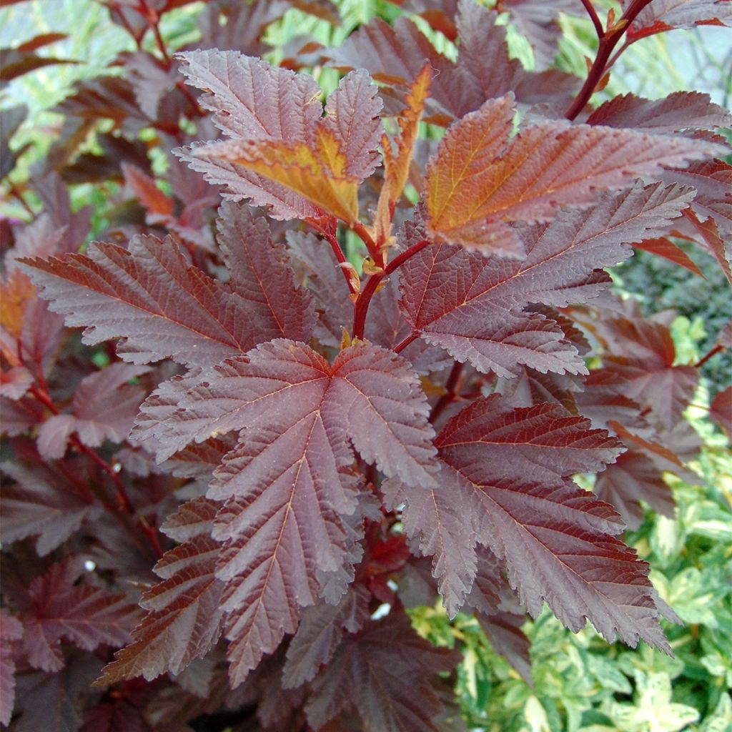 Physocarpe à feuilles d'Obier - Physocarpus opulifolius Little Angel