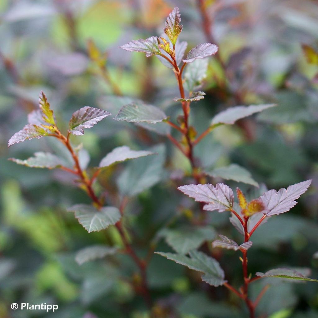 Physocarpus opulifolius Little Joker