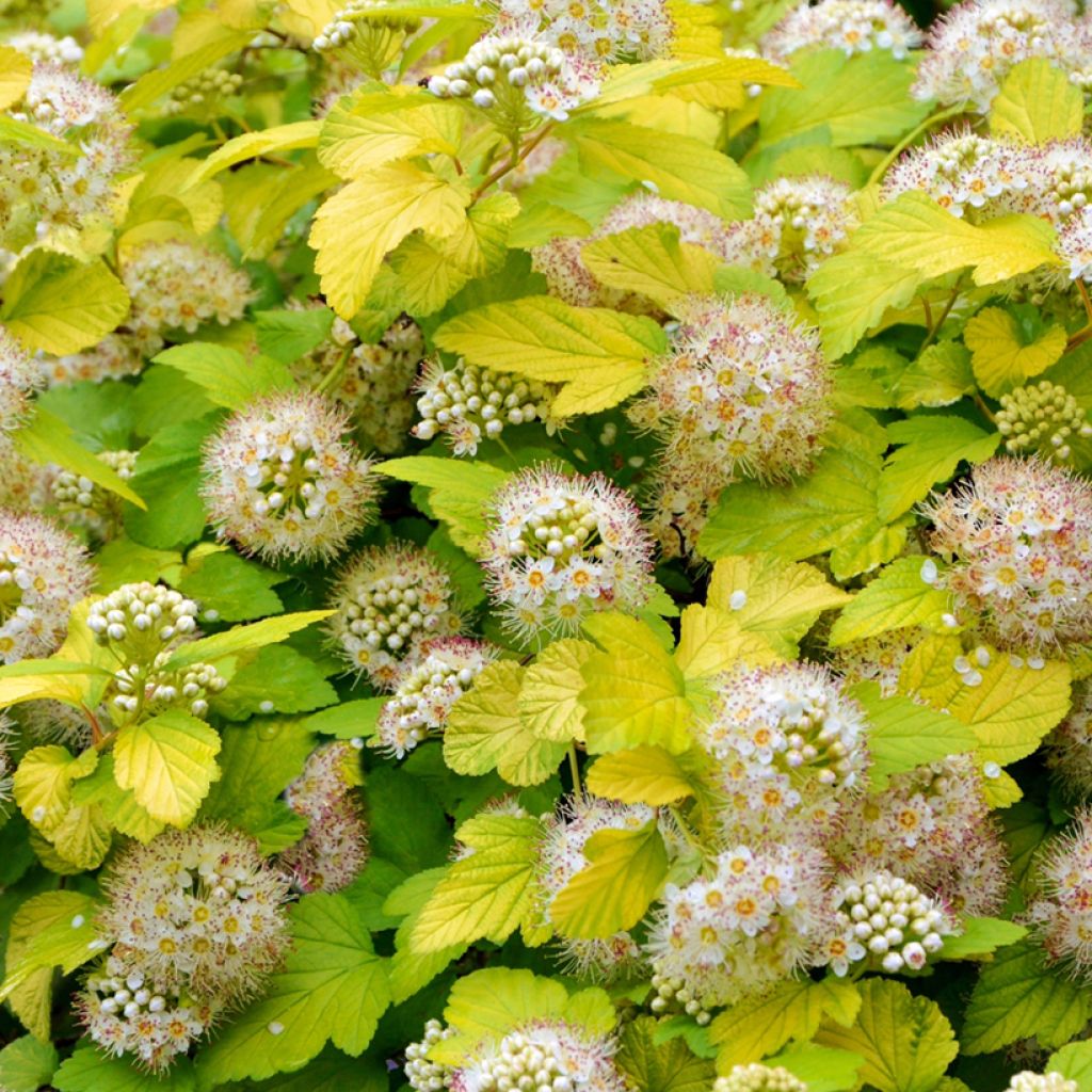 Physocarpus opulifolius Luteus - Physocarpe