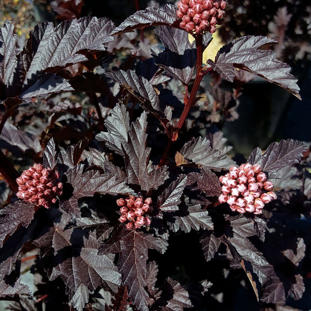 Physocarpus opulifolius Panther