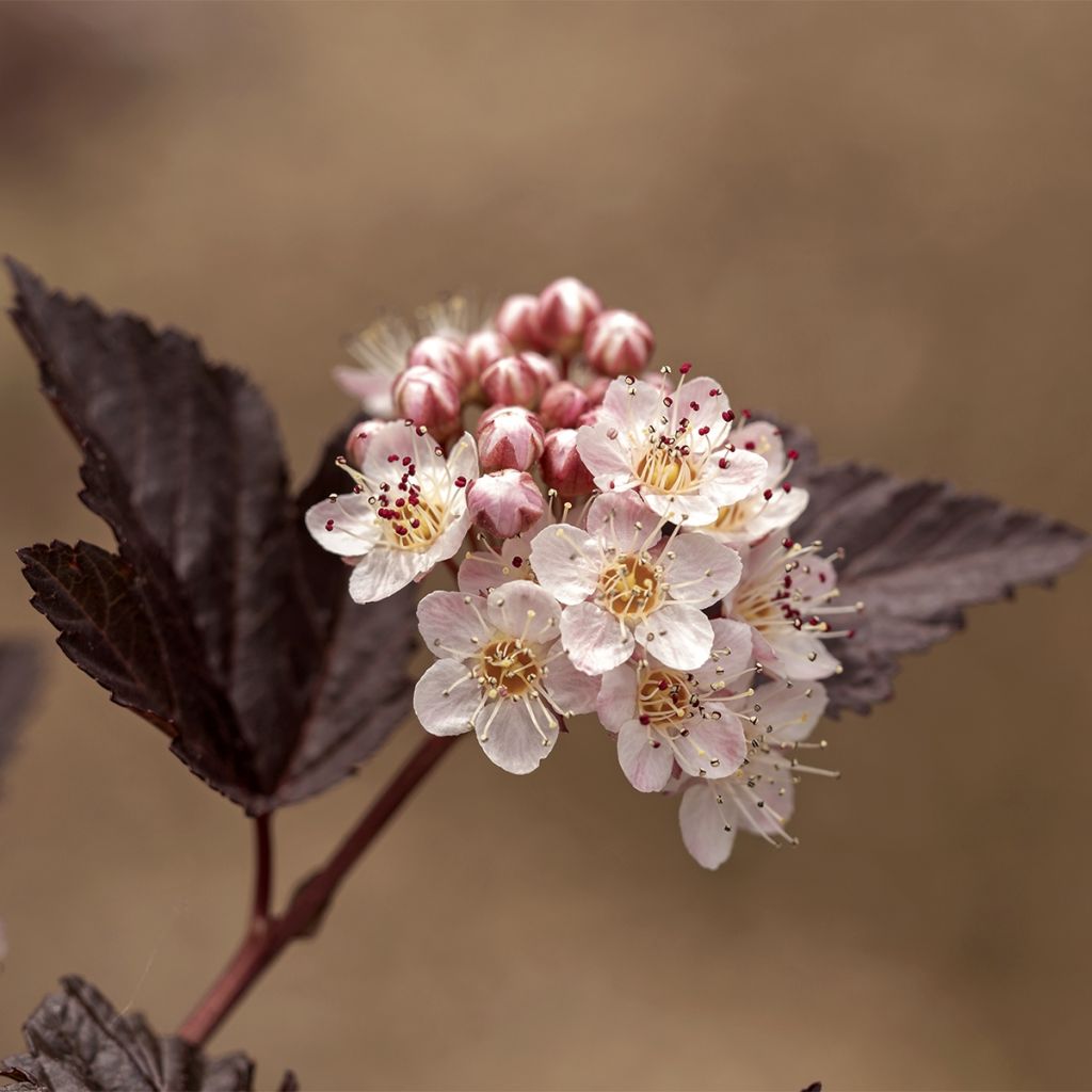 Physocarpus opulifolius Perspektiva - Physocarpe à feuilles d'Obier 