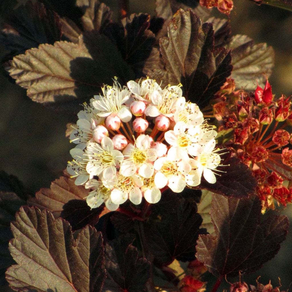 Physocarpus opulifolius Summer Wine - Physocarpe 