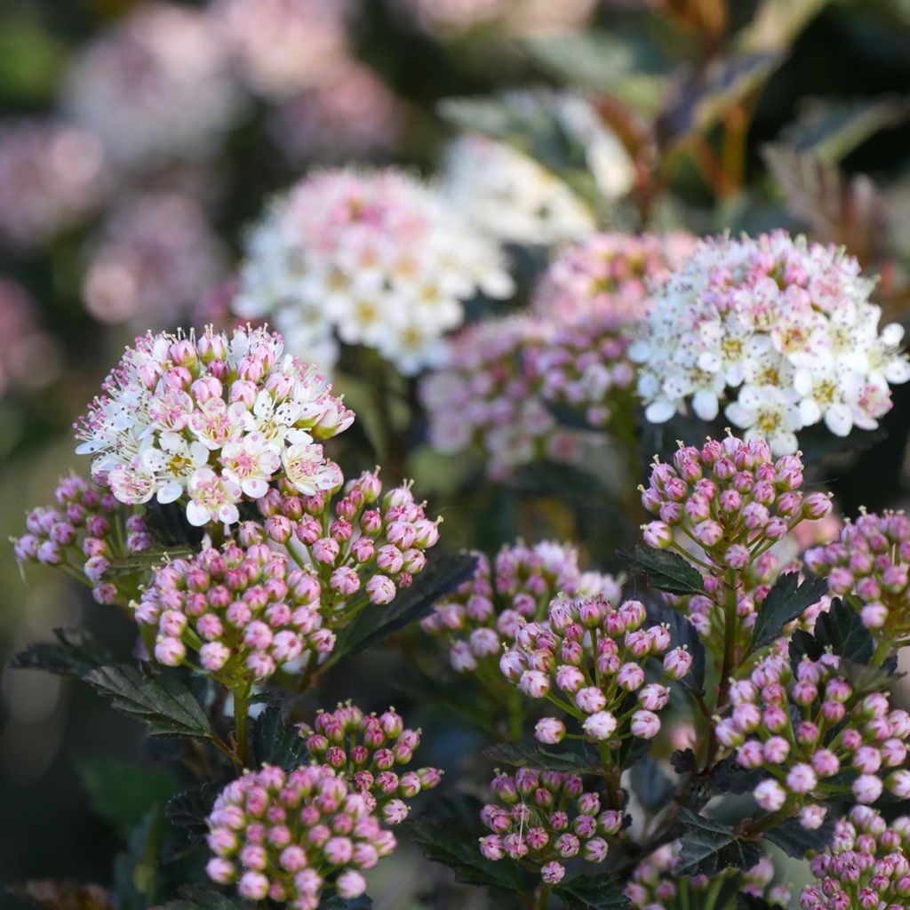 Physocarpus opulifolius Tiny Wine