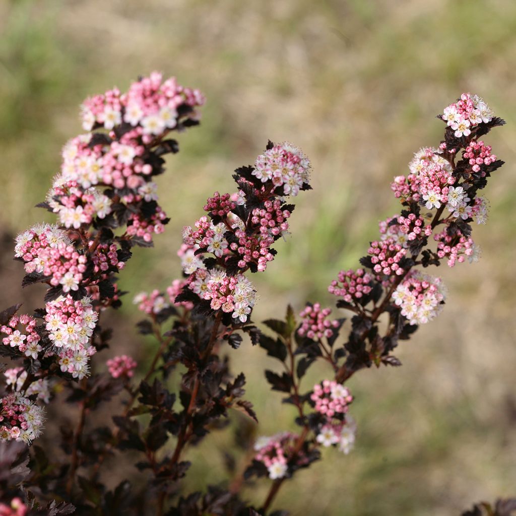 Physocarpus opulifolius Tiny Wine