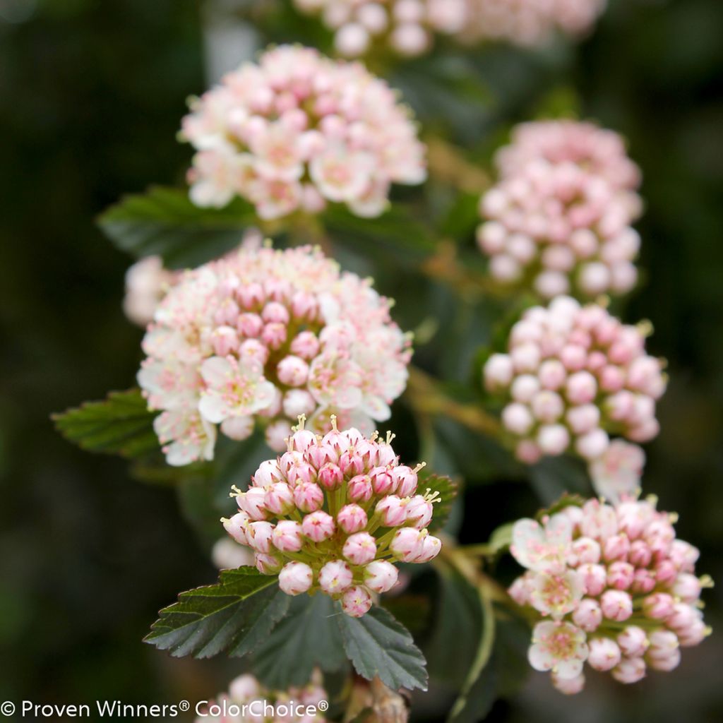 Physocarpus opulifolius Tiny Wine