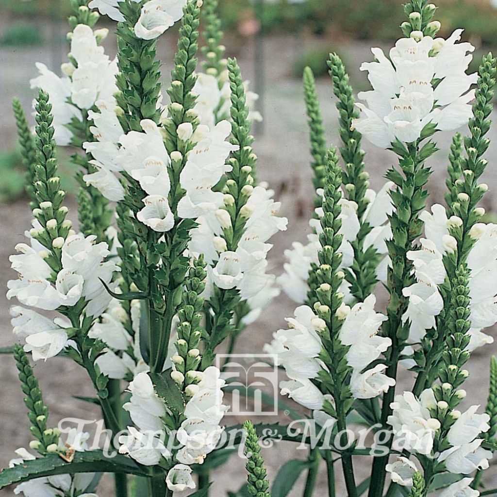 Physostegia virginiana Summer Snow (semillas)