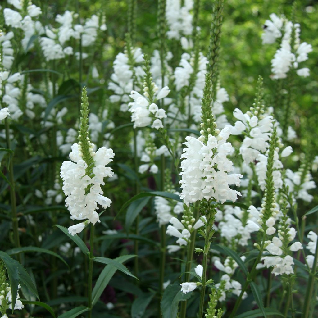 Physostegia virginiana Alba