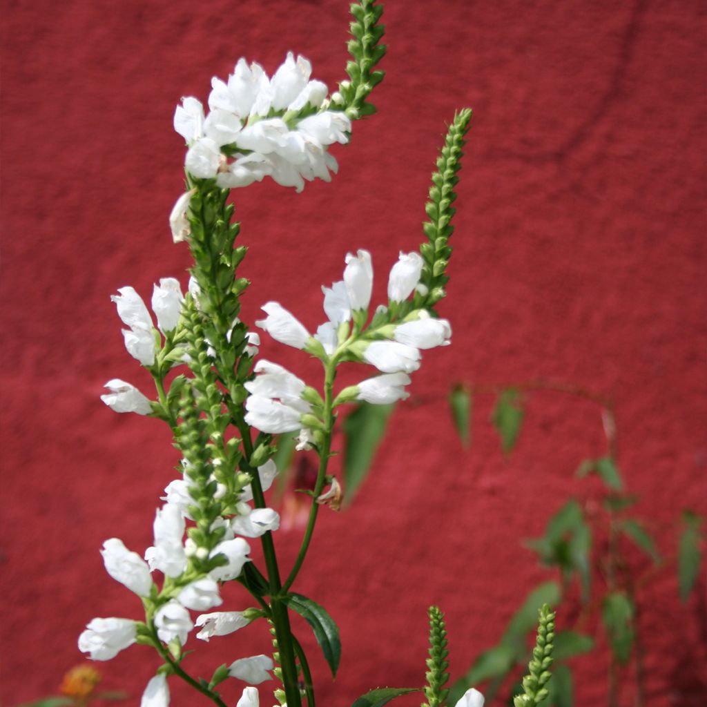 Physostegia virginiana Alba