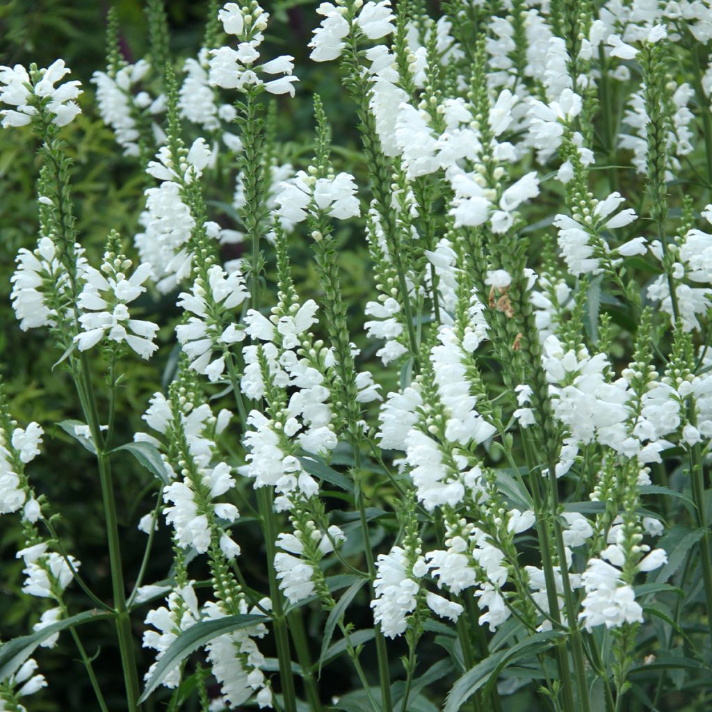 Physostegia virginiana Alba