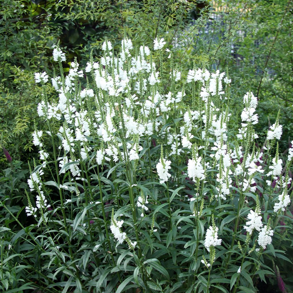 Physostegia virginiana Alba