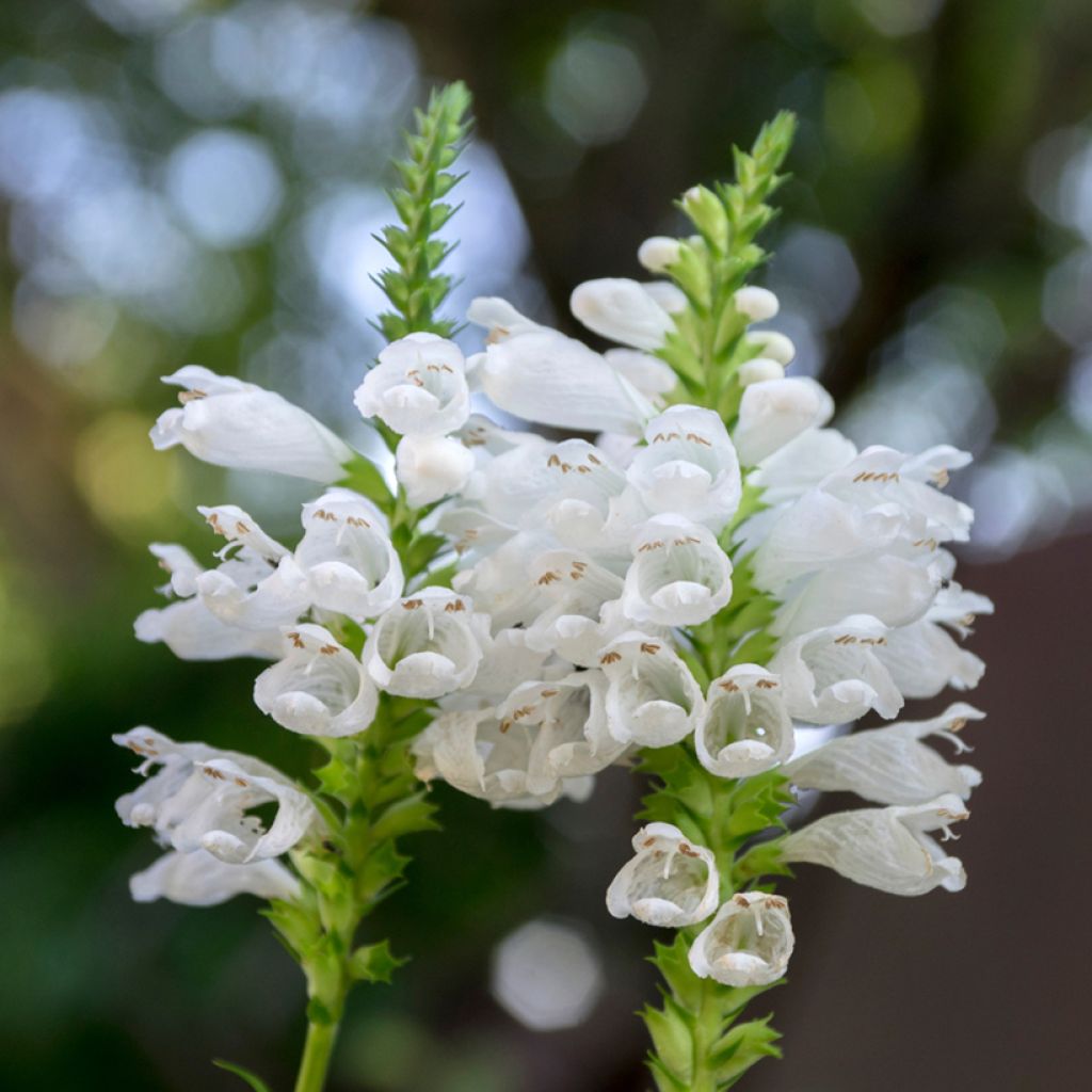 Physostegia virginiana Alba