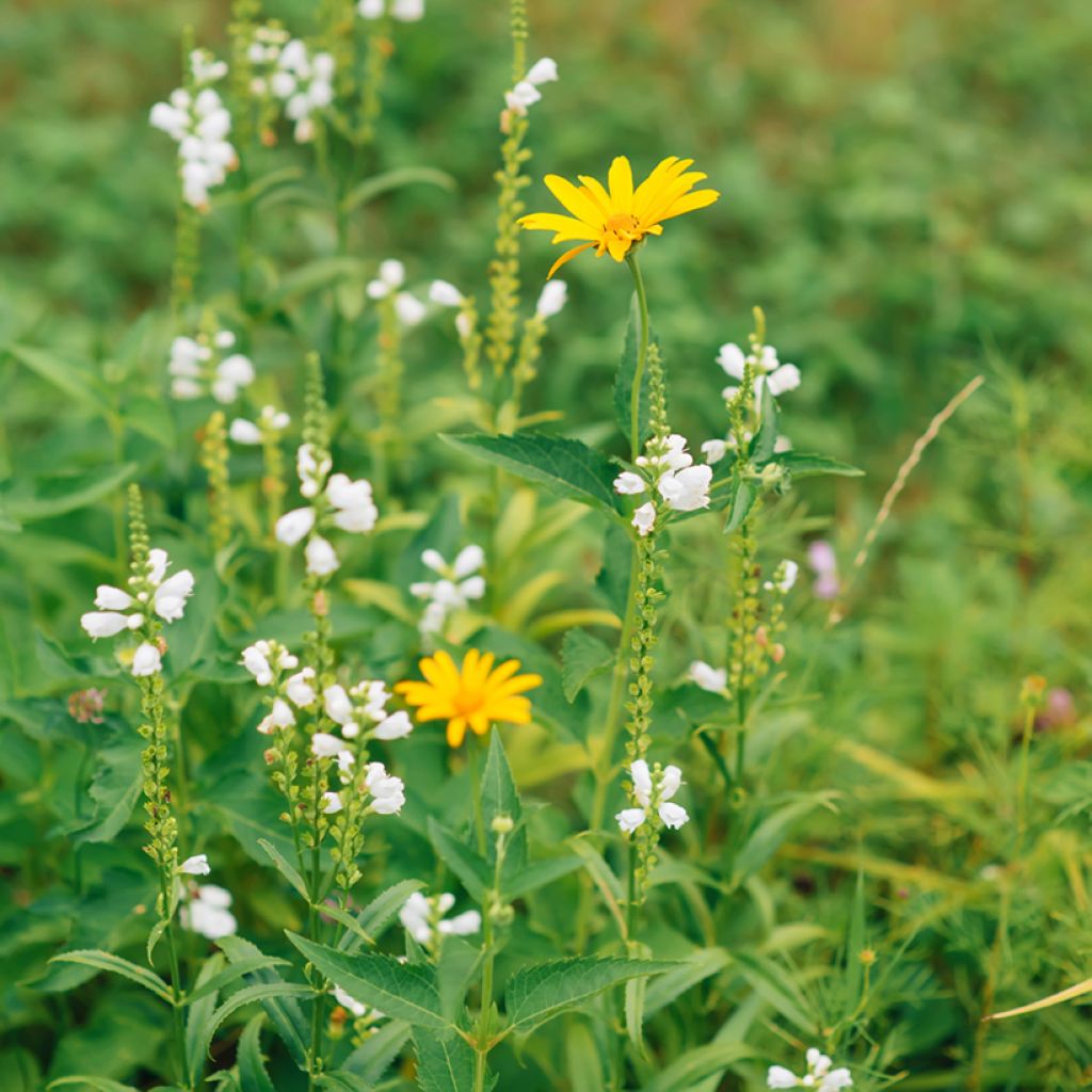 Physostegia virginiana Alba