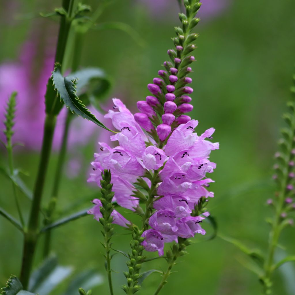 Physostegia virginiana Bouquet Rose