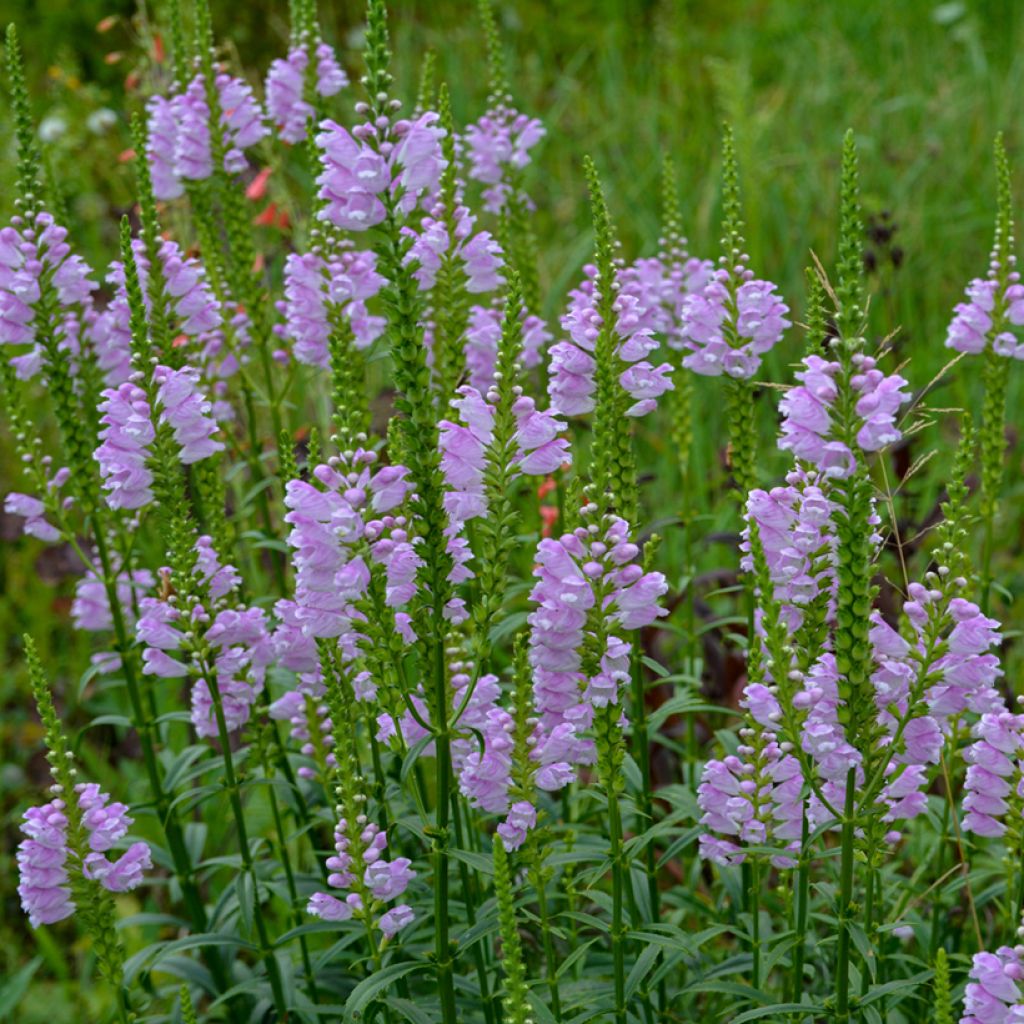 Physostegia virginiana Bouquet Rose