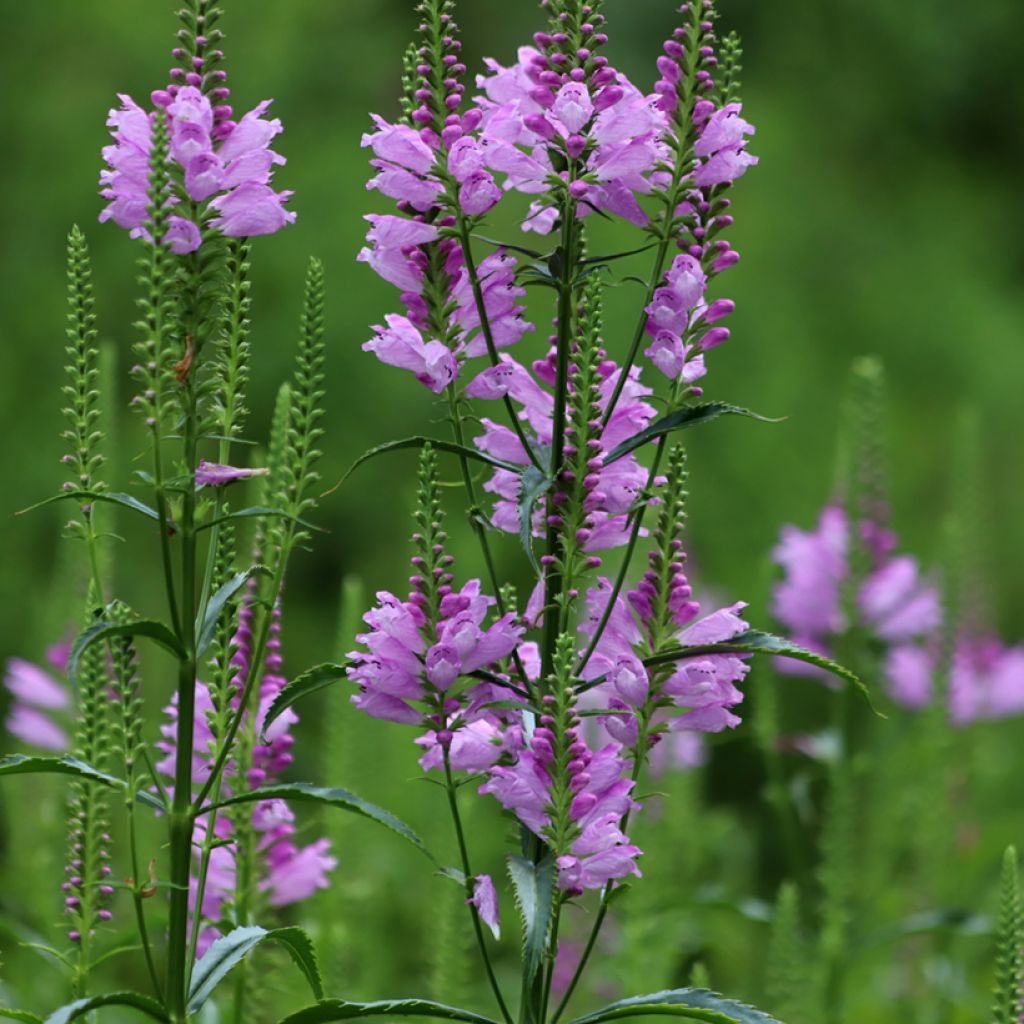 Physostegia virginiana Bouquet Rose