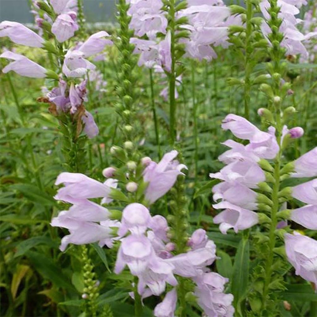 Physostegia virginiana Galadriel