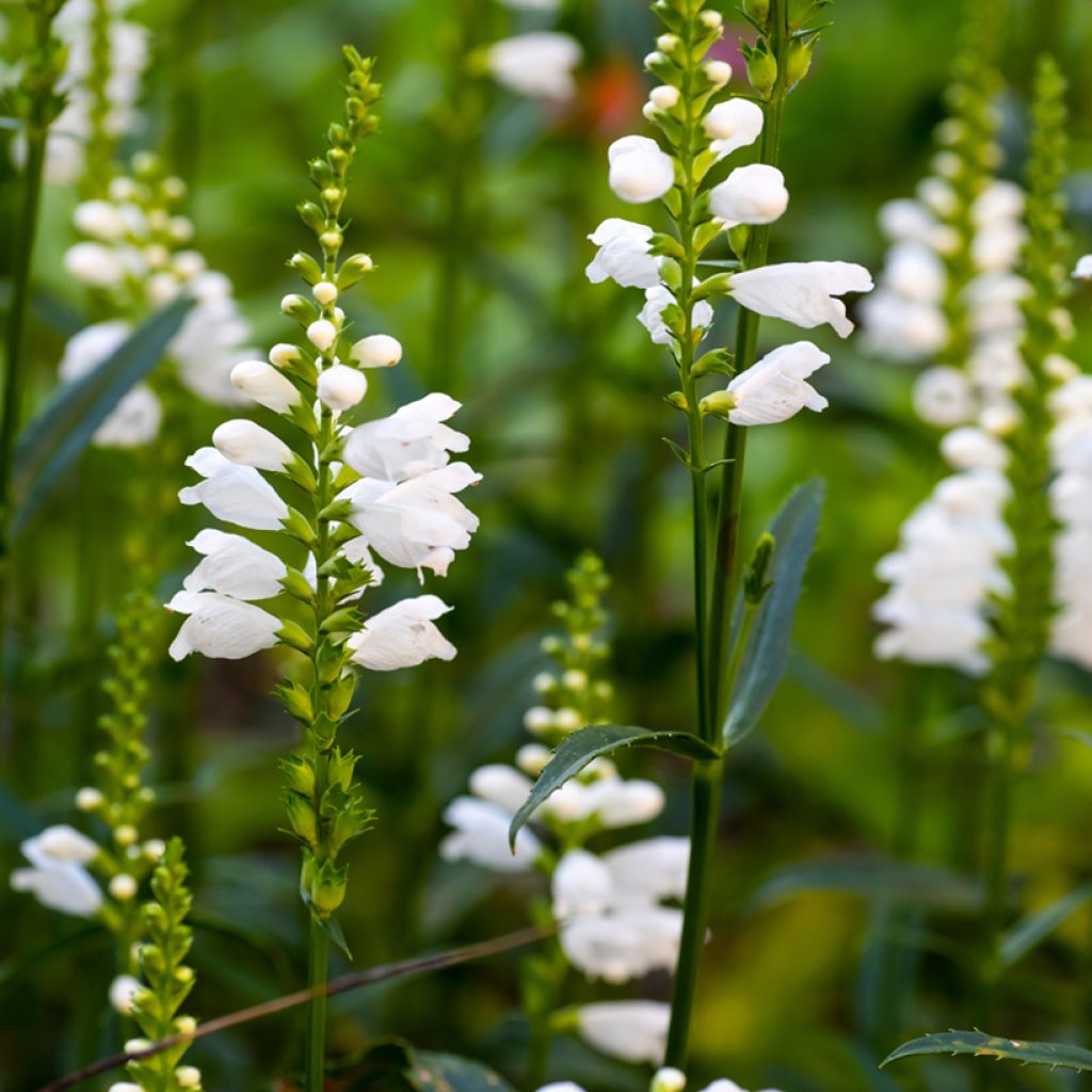 Physostegia virginiana Miss Manners