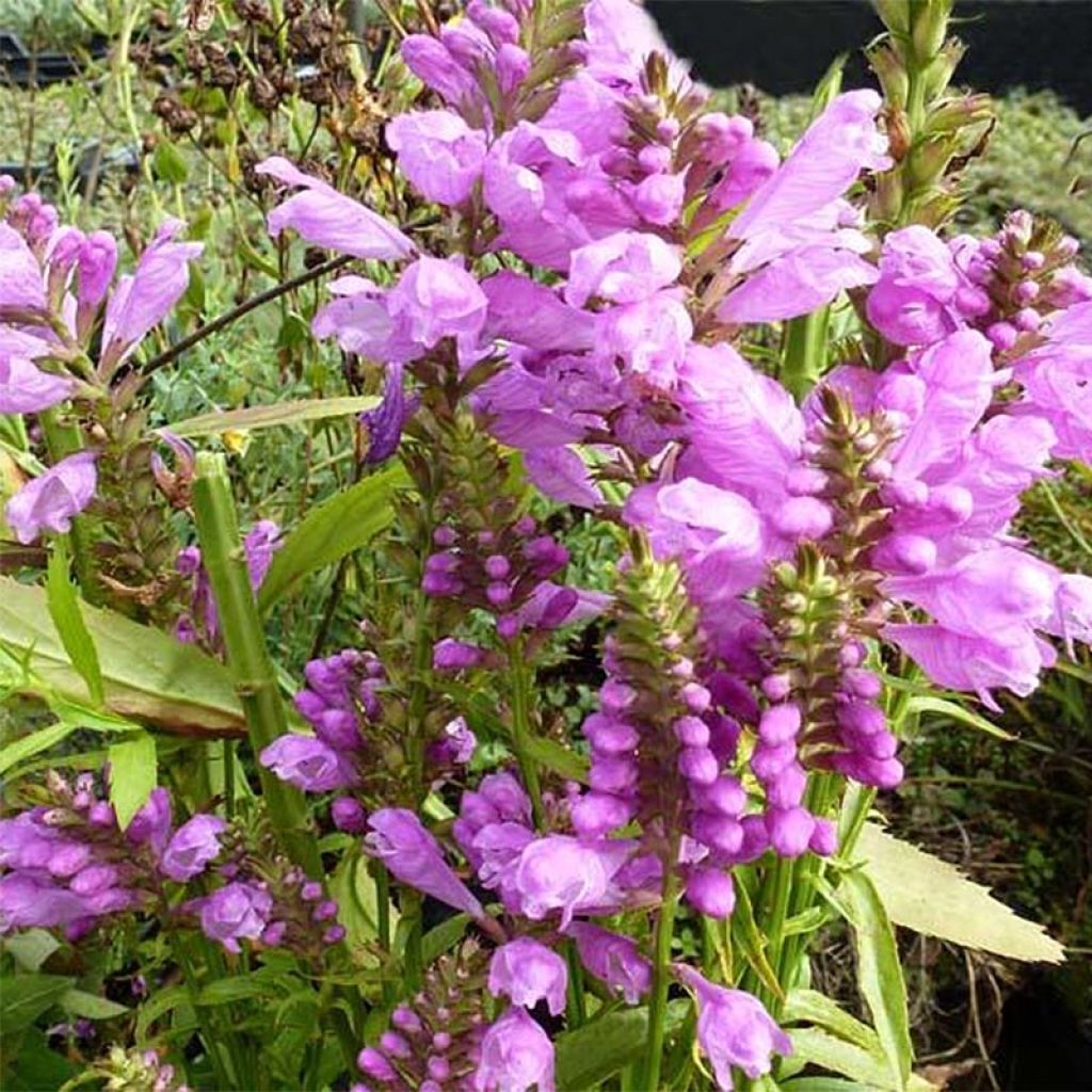 Physostegia virginiana Red Beauty