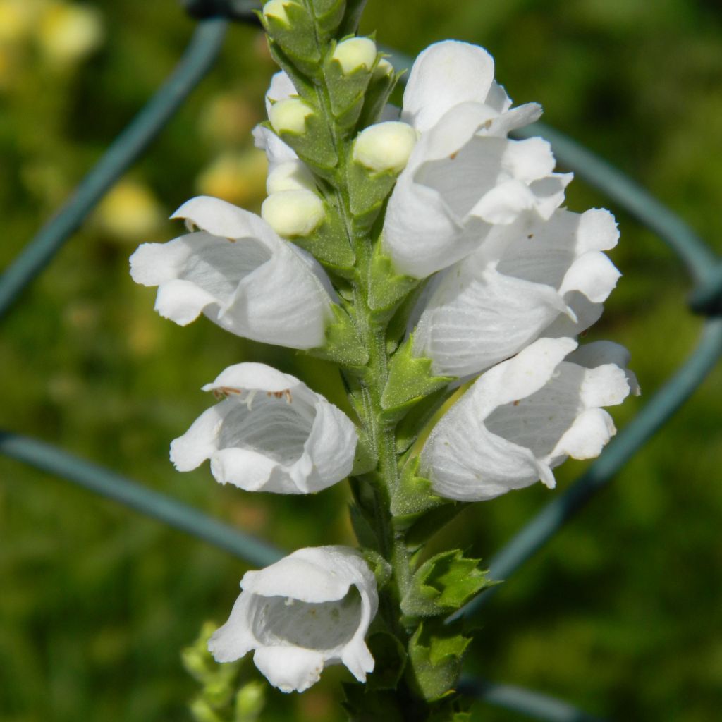 Physostegia virginiana Summer Snow