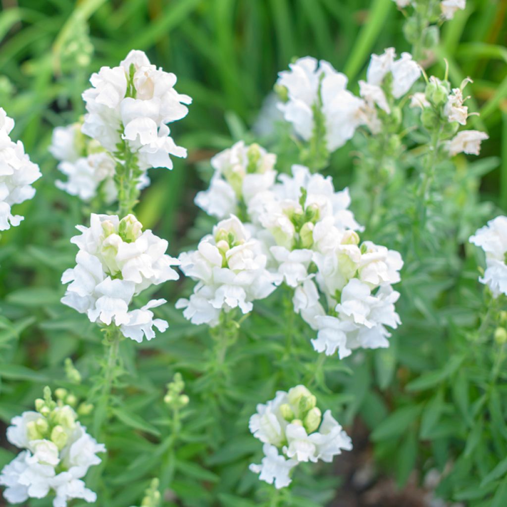 Physostegia virginiana Summer Snow