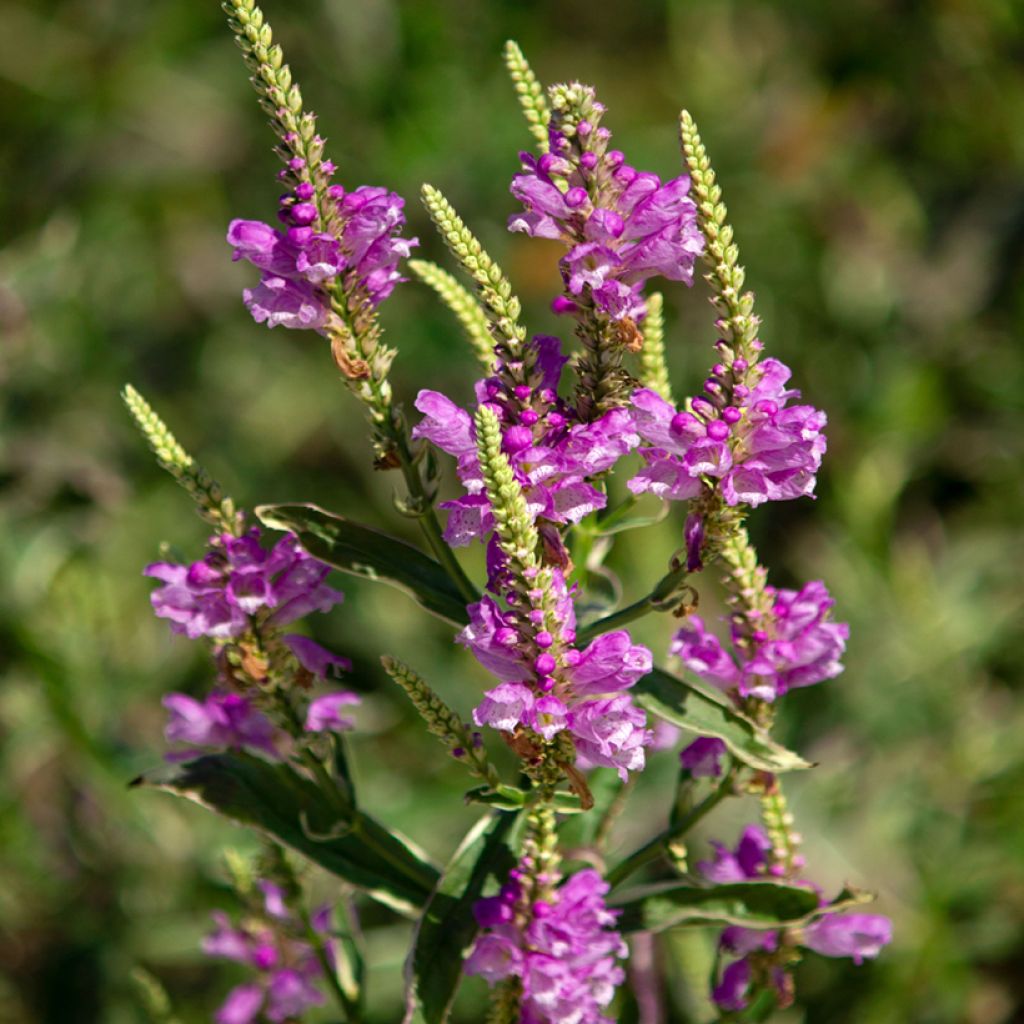 Physostegia virginiana Variegata