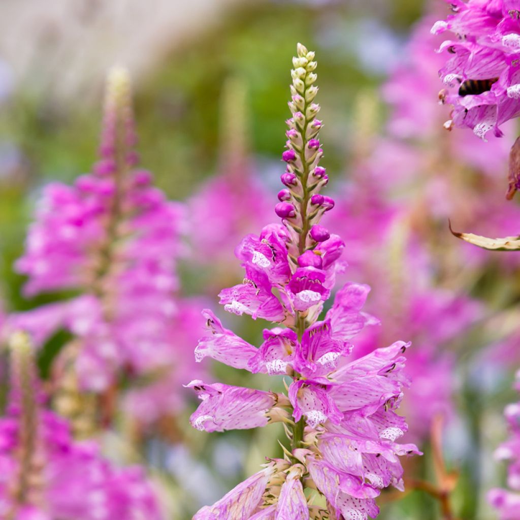 Physostegia virginiana Variegata