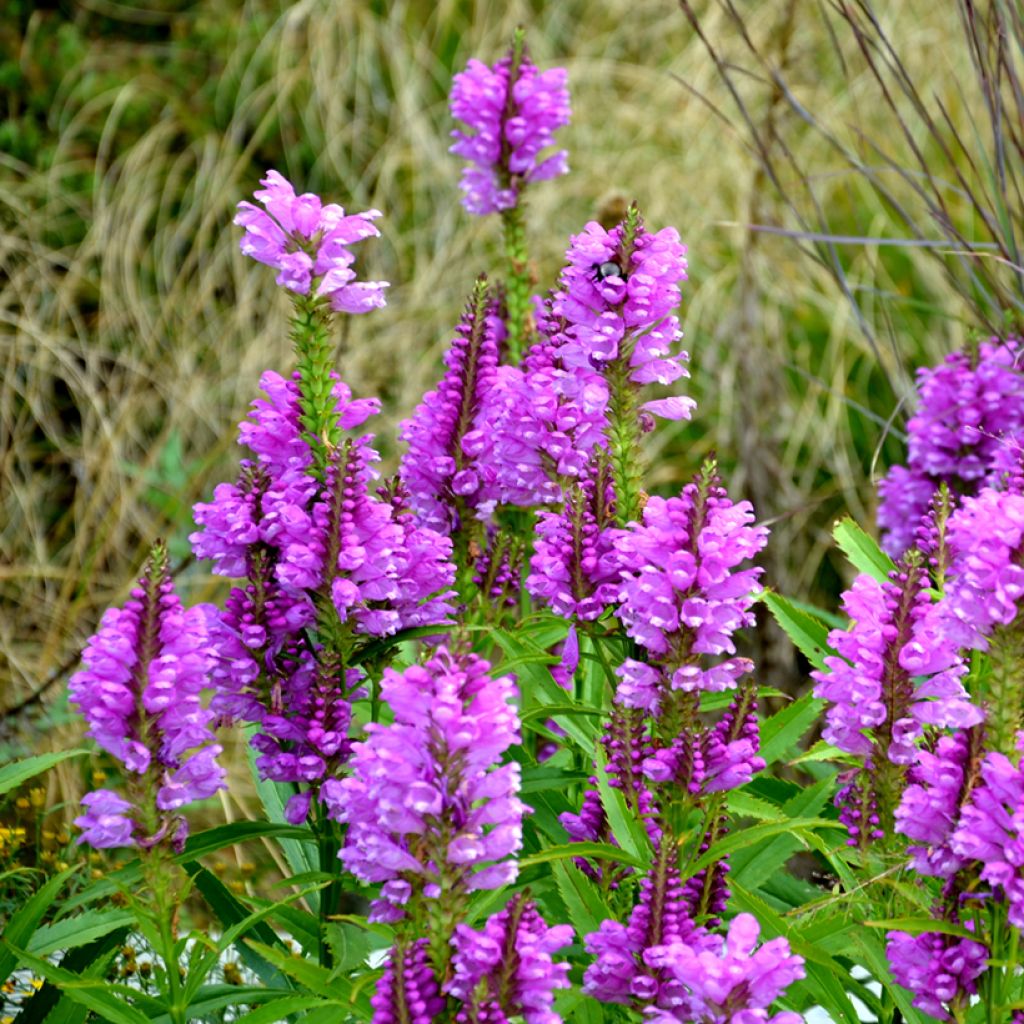 Physostegia virginiana Vivid