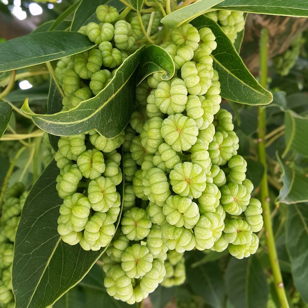 Phytolacca dioica - Belombra, Raisinier dioïque