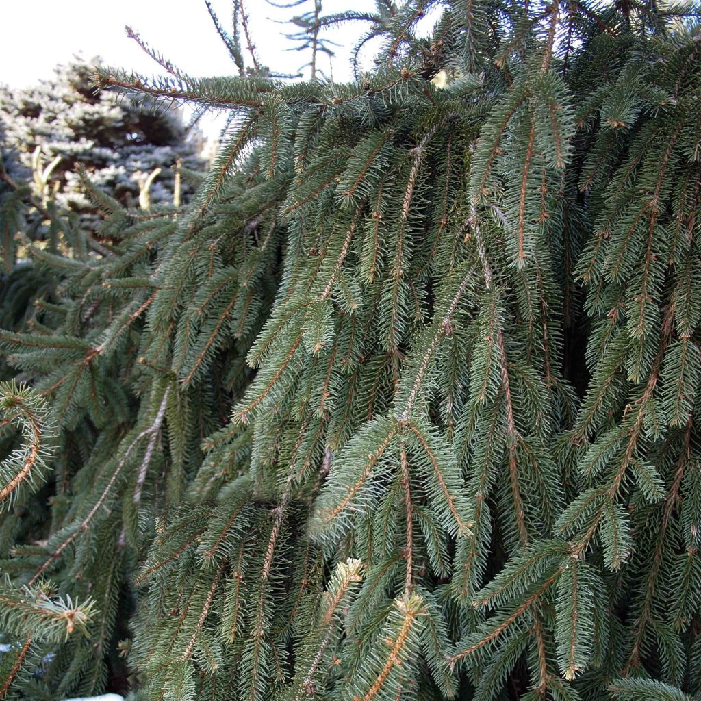 Picea abies Inversa - Epicea pleureur                          