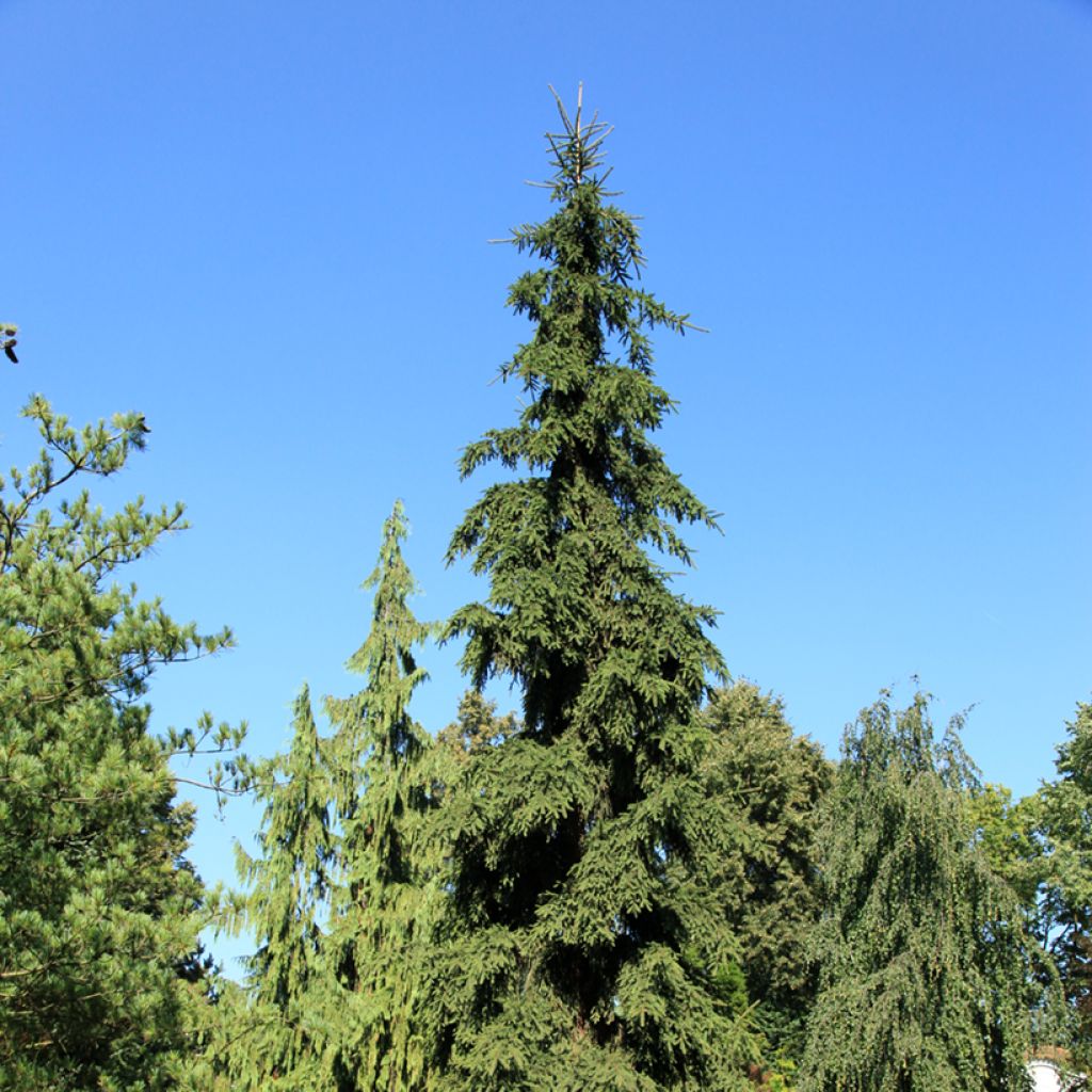 Picea abies Rothenhaus - Pícea común