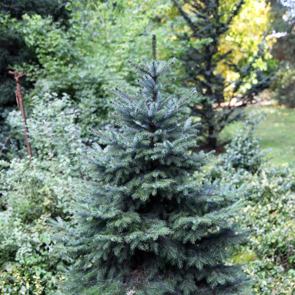 Picea omorika Alexandra - Pícea de Serbia