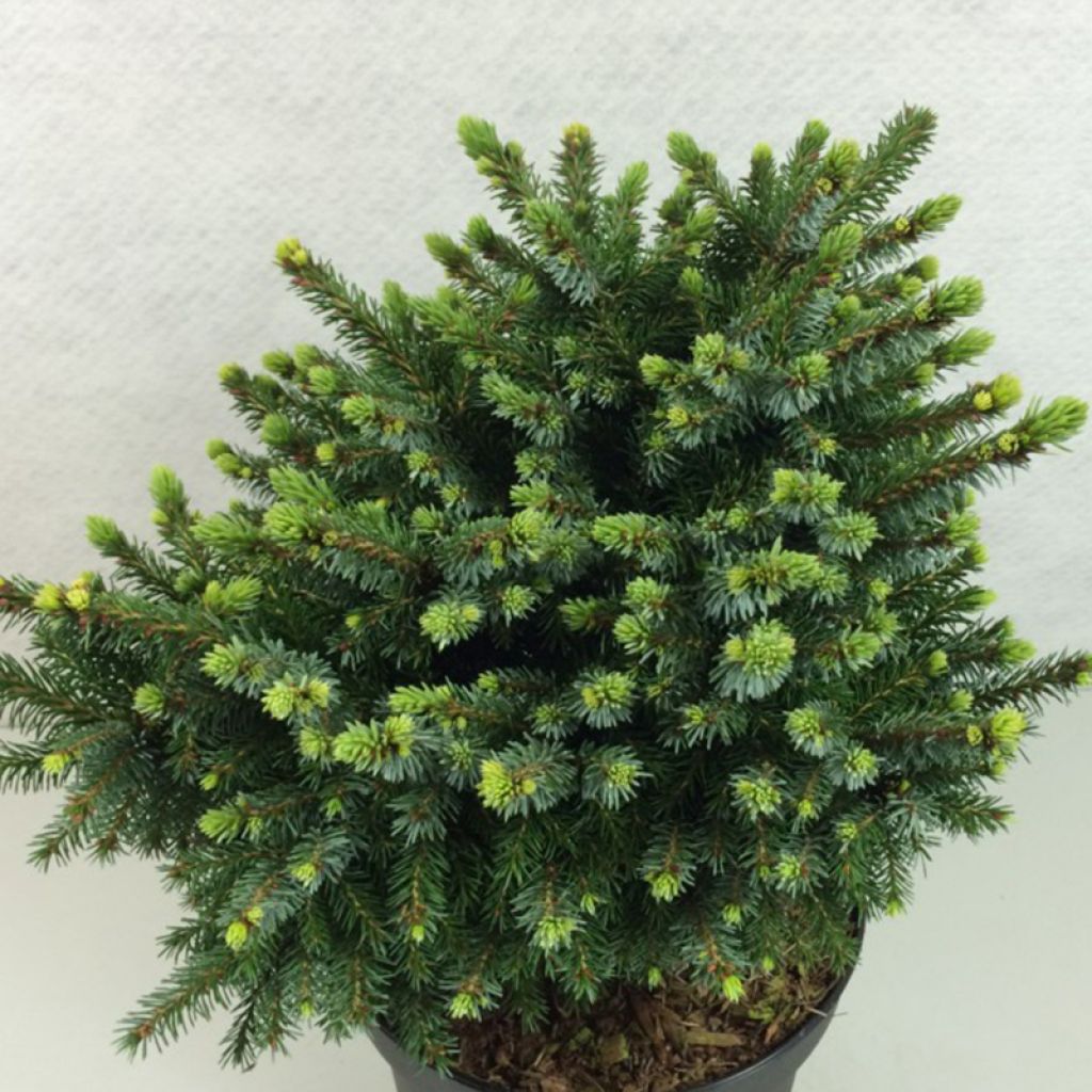 Picea omorika Beskid - Epicea de Serbie nain                            