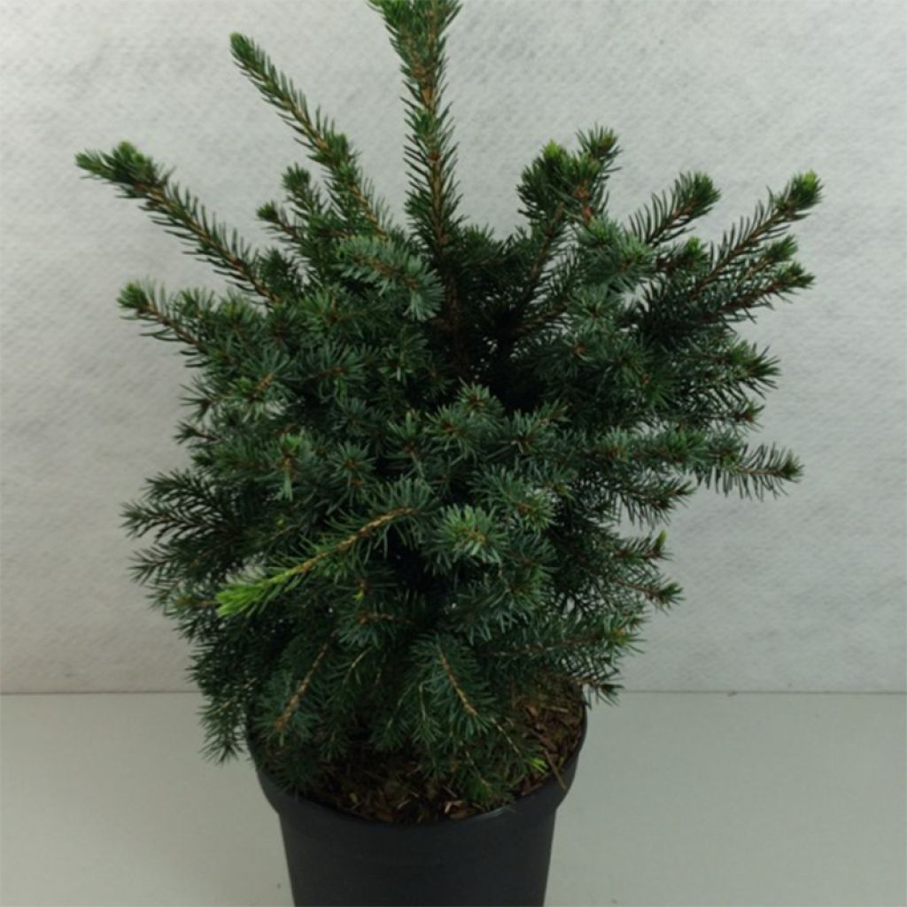 Picea omorika Wodan - Epicea de Serbie                           