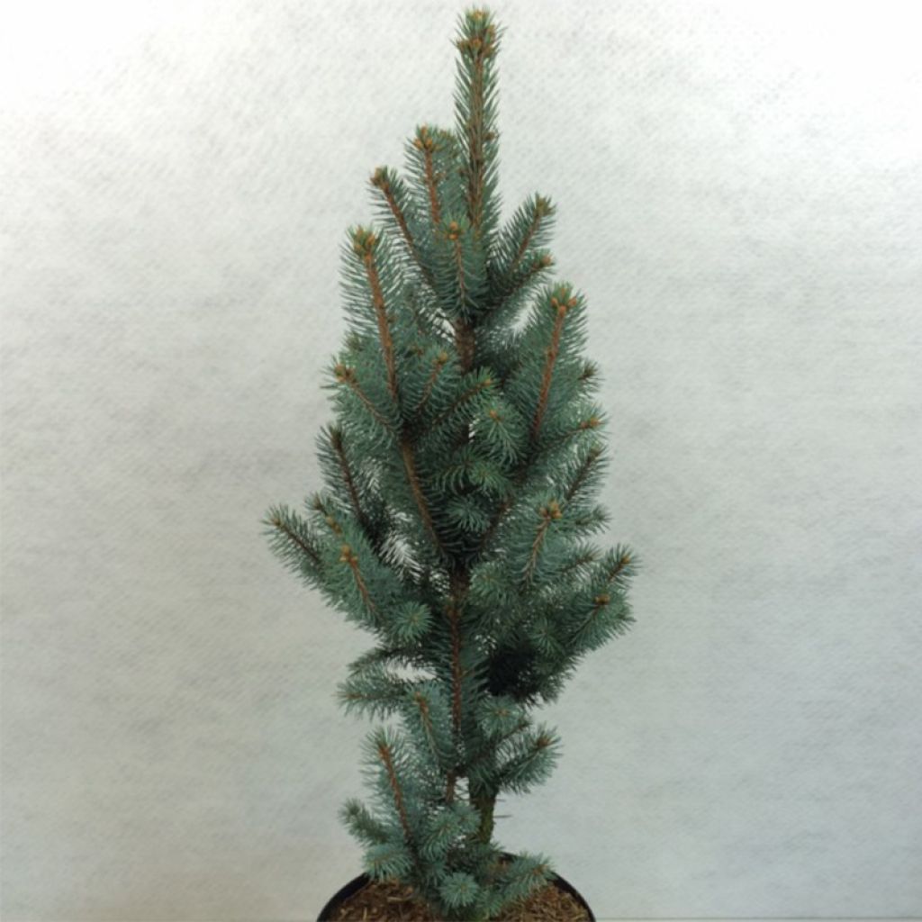 Picea pungens Iseli Fastigiate - Epicea bleu                  