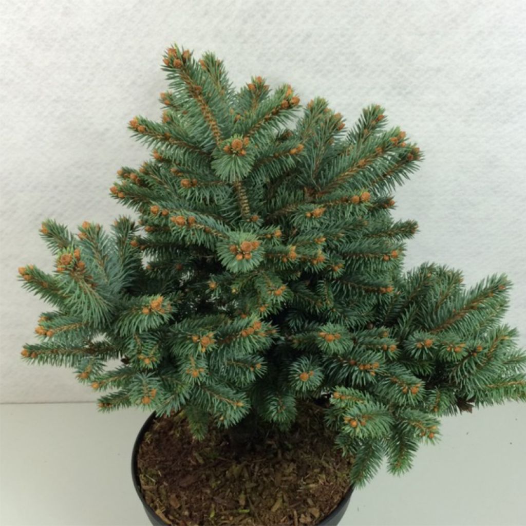 Picea pungens Thuem - Epicea bleu                            